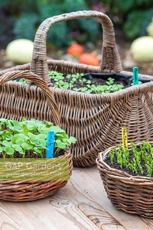 Woven baskets with Mizuna, pea shoots and Radish seedlings.