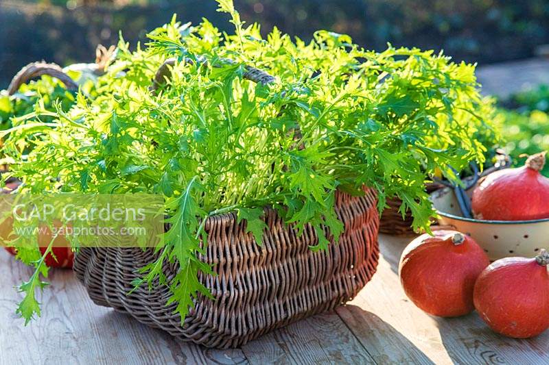 Mizuna lettuce in woven basket ready for harvesting.