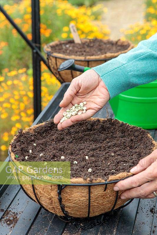 Sowing Pea seeds directly into hanging basket filled with compost