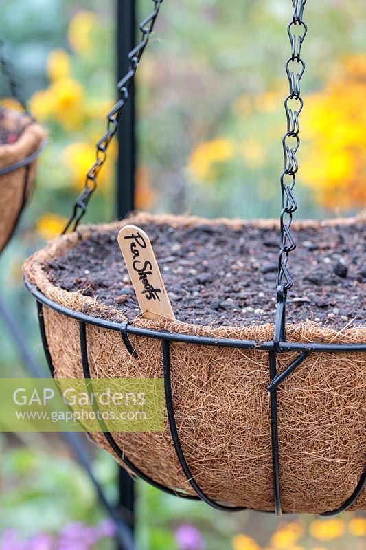 Newly-sown Pea seeds in a hanging basket inside a greenhouse