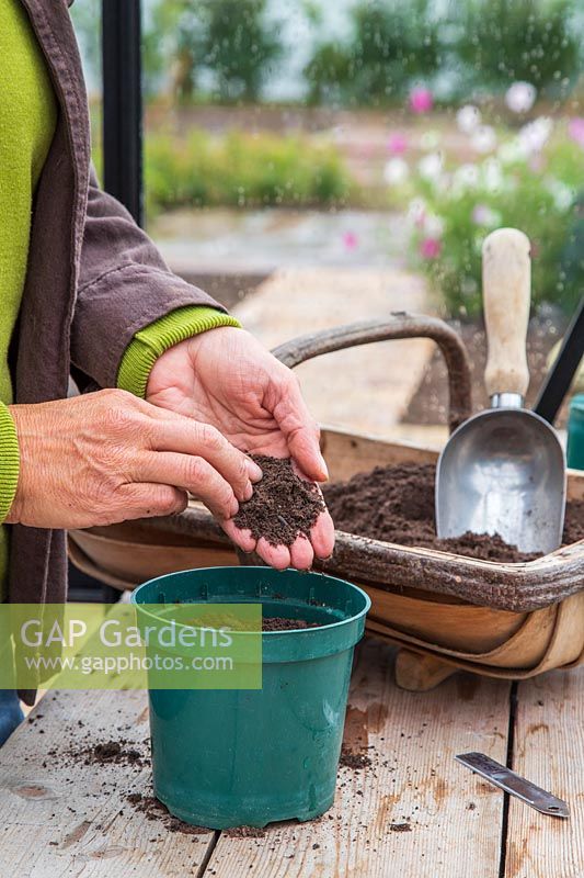 Woman adding thin layer of compost to newly sown seeds