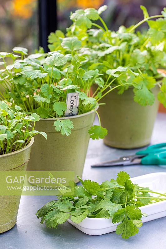 Three pots with Coriander of various stages from seedlings to fully grown