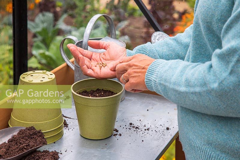 Woman carefully sowing Coriander in pot