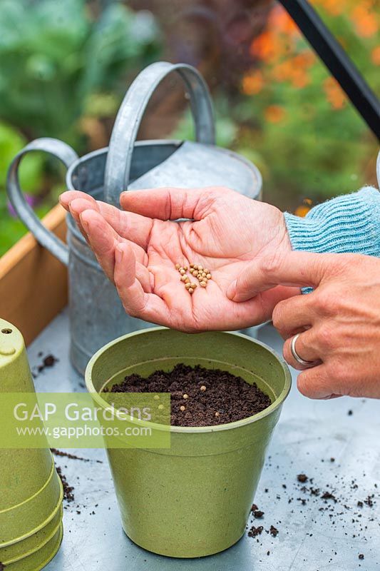 Woman carefully sowing Coriander in pot