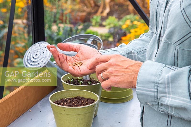 Woman sowing coriander seeds into empty pot, seedlings of a previous sowing at the back