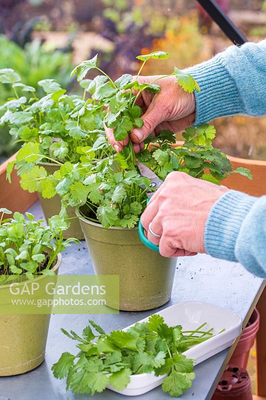 Woman cutting Coriander using scissors from pot with fully grown herb, other pots of seedlings in the background