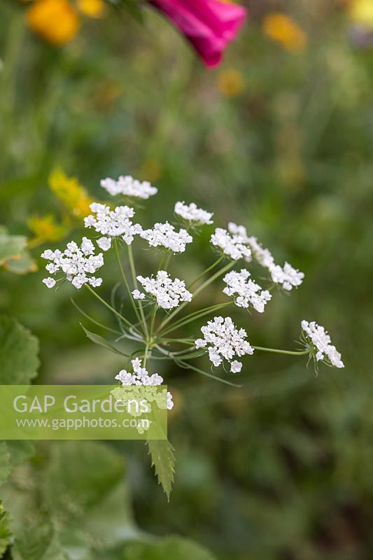 Anthriscus - Cow parsley