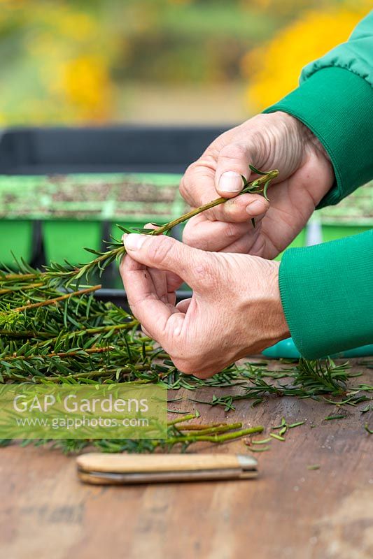 Woman stripping needles from Yew cuttings.