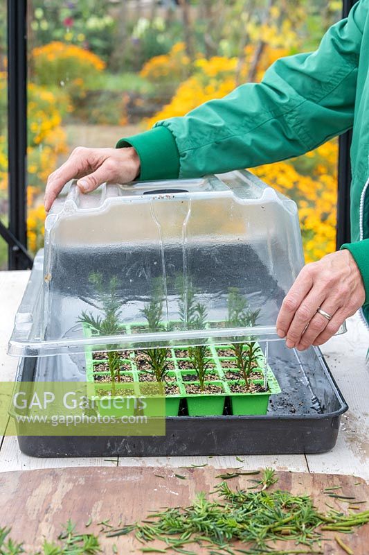 Woman covering tray of yew cuttings placed in propagator with lid.