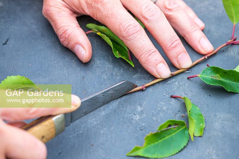 Woman using a sharp knife to remove all leaves apart from the very top
