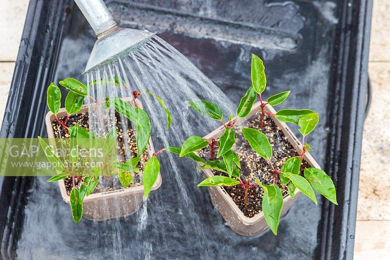 Woman watering cuttings in plastic pot and tray.