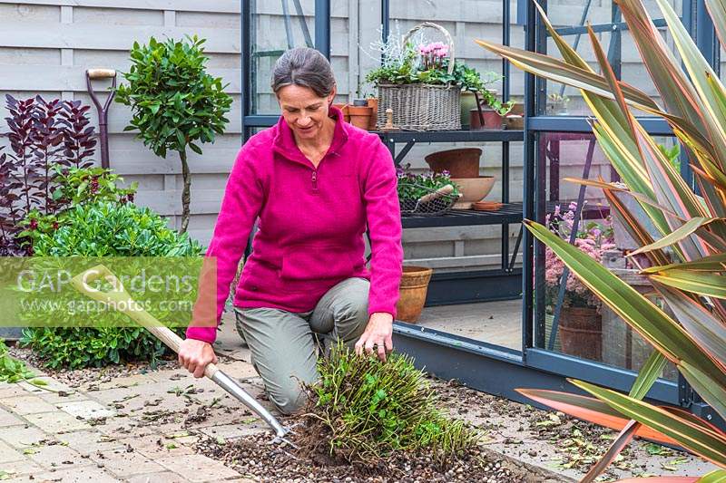 Woman using a garden fork to lift an overgrown Mentha - Mint plant from border.
