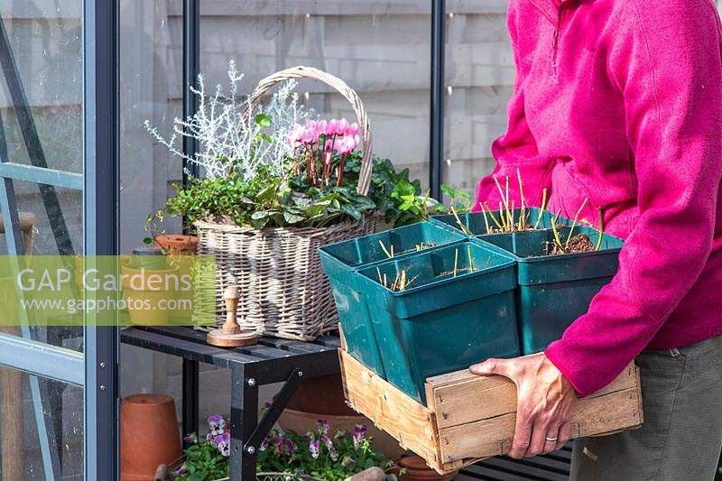 Woman carrying tray with newly-potted Mentha - Mint - plants