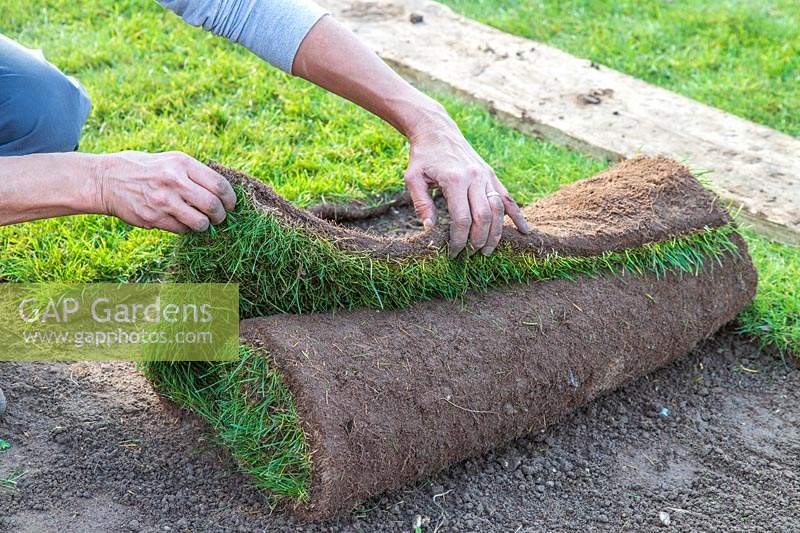 Unrolling turf ready for laying a lawn