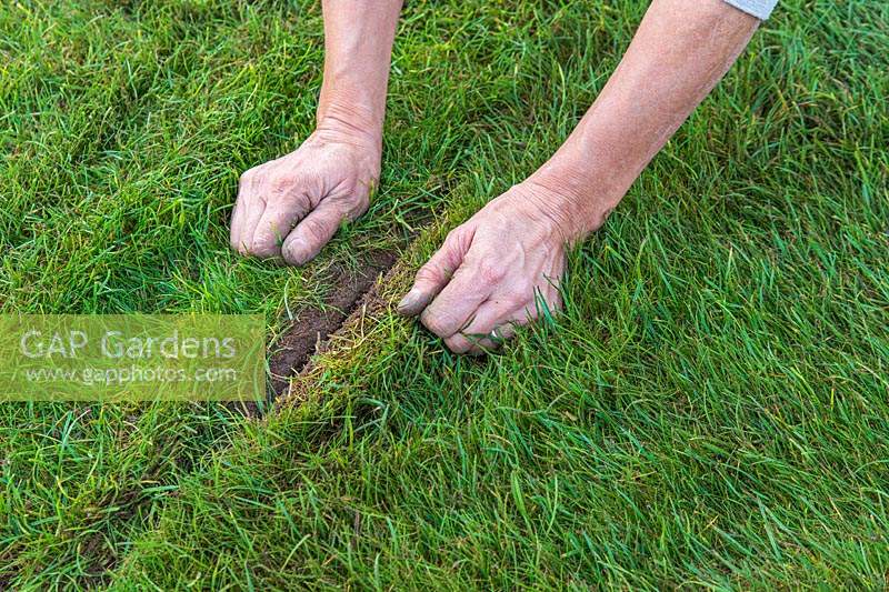 Butting up turf edges so both sides make contact with the soil