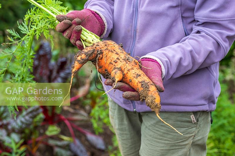 Woman holding an overgrown carrot