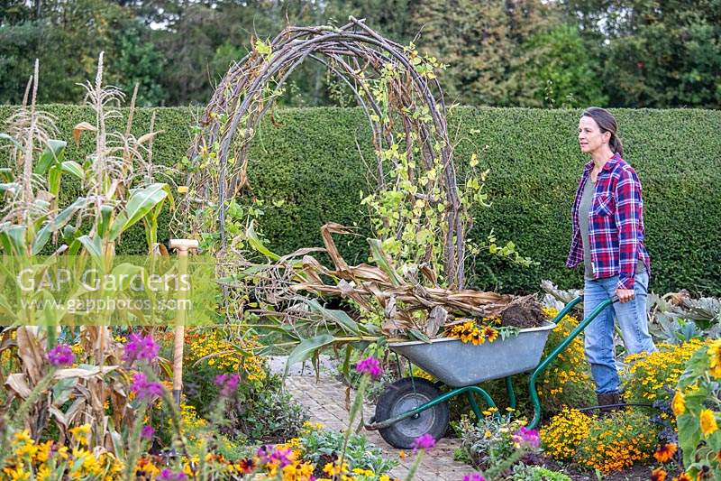 Woman removing Sweetcorn stalks in wheelbarrow, tidying up vegetable plot