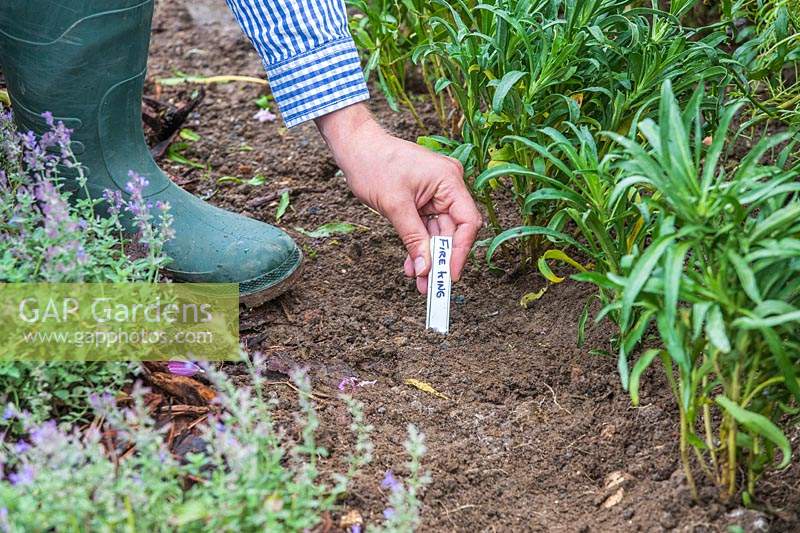 Man adding label to newly planted Wallflowers