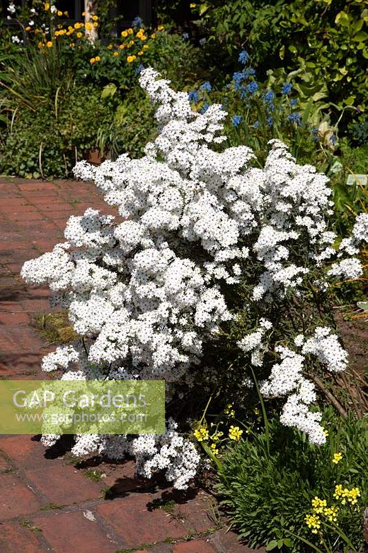 Olearia stellulata in a bed spilling over paved area