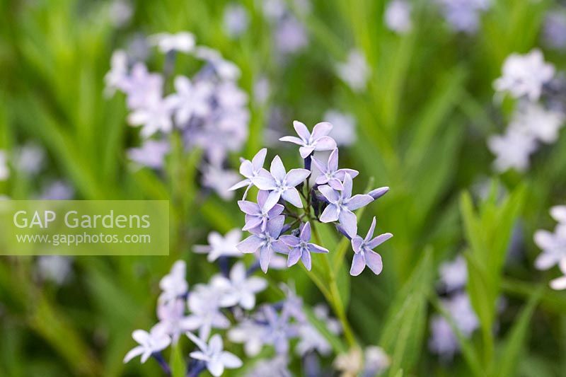 Amsonia orientalis - Eastern Blue Star - flowers 