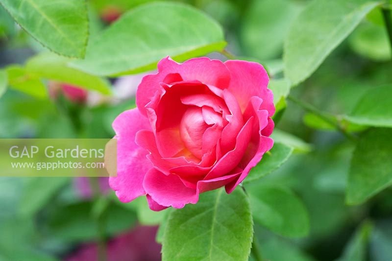 Rosa The Herbalist syn. 'Aussemi' - Rose