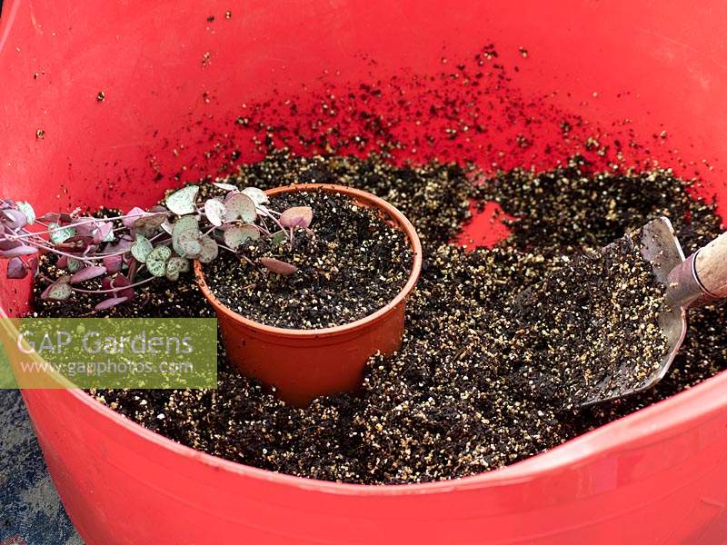 Repotting a Ceropegia woodii - String of Hearts or Rosary Vine
