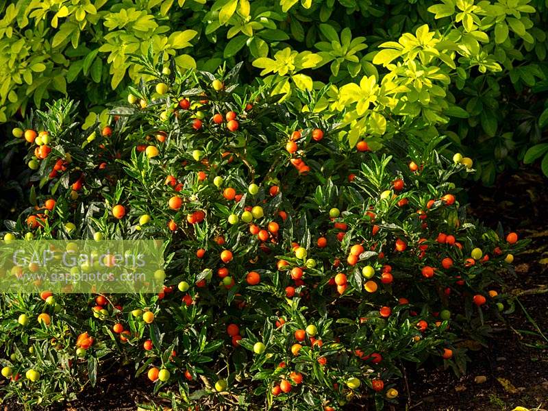 Solanum pseudocapsicum with berries growing near Choisya ternata 'Sundance' - Mexican Orange Blossom 