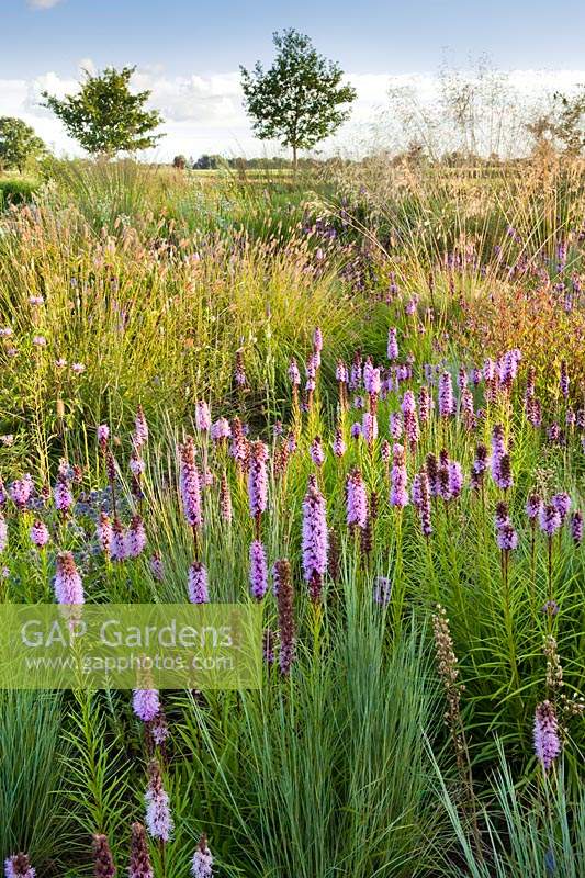 Prairie or naturalistic planting including: Liatris spicata, Stipa gigantea, Eryngium, Pennisetum messaicum 'Red Bunny Tails'
