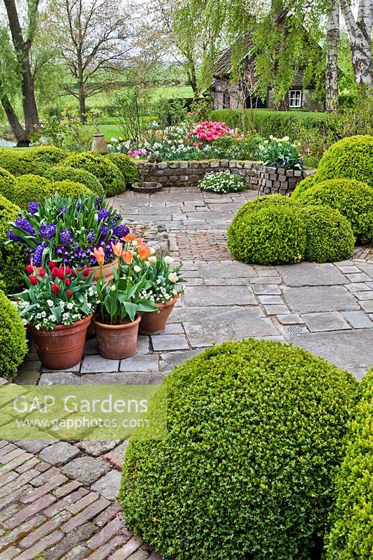 Paved courtyard with box topiary, spring bulb containers and mixed beds.