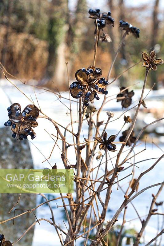 Paeonia suffruticosa seed heads in snowy garden