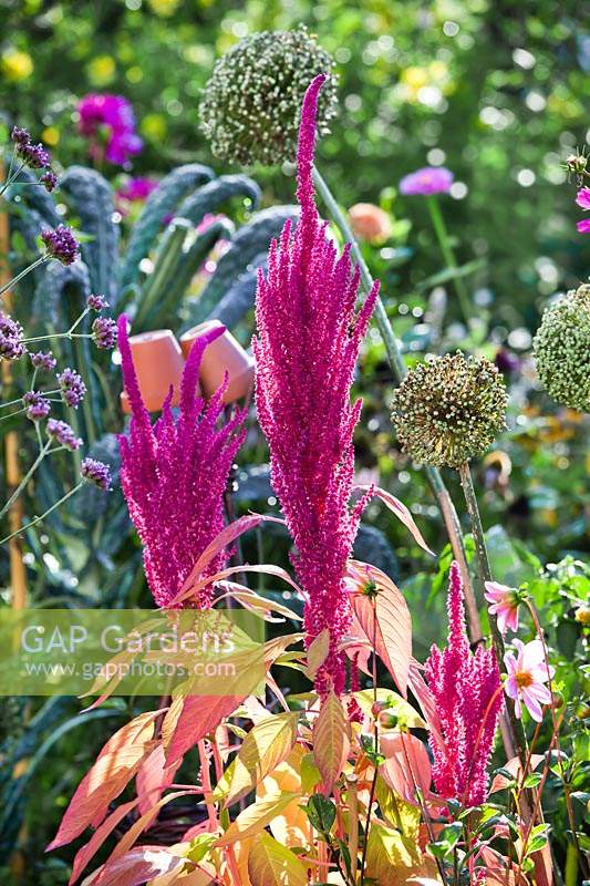 Beneficial plant in vegetable garden - Amaranthus caudatus