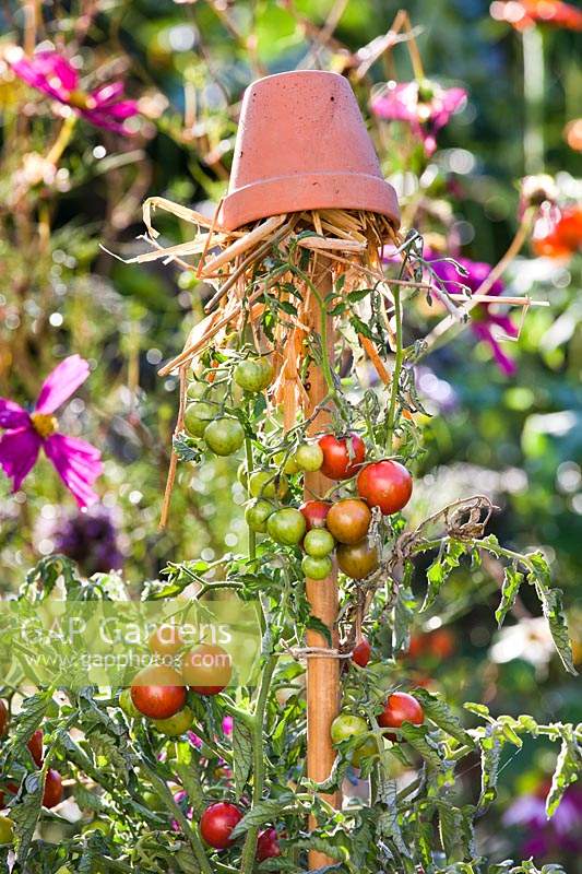 Tomato plant with upturned terracota pot as a insect hous at the top of the support cane.