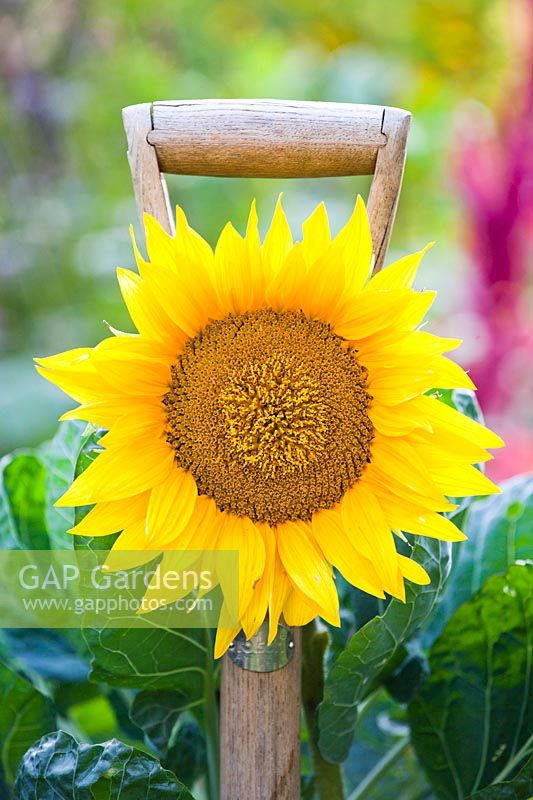 Sunflower on a fork handle.