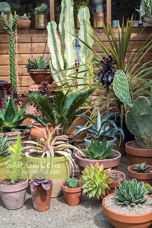 Collection of cacti and succulents at the Norfolk Olive Tree Nursery
