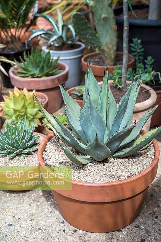 Collection of cacti and succulents in pots dressed with fine gravel