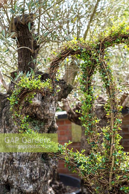 Heart Buxus - Box - topiary