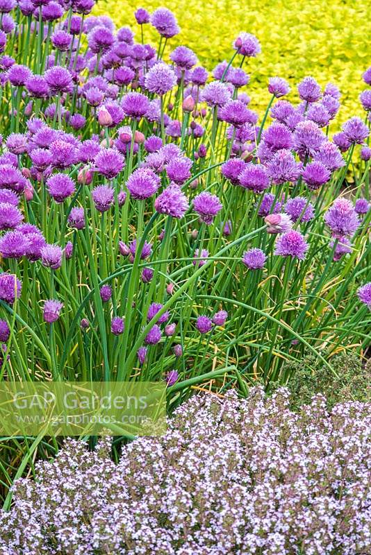 Allium schoenoprasum and flowering Thymus - chives and thyme in herb garden