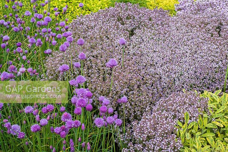Allium schoenoprasum and flowering Thymus - chives and thyme in herb garden