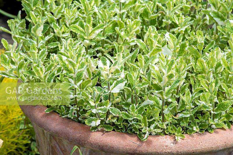 Mentha suaveolens variegata - Pineapple Mint - in container