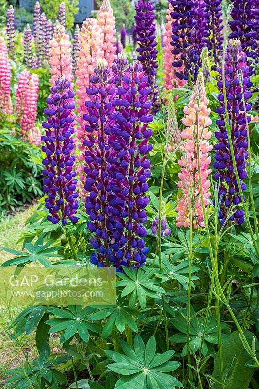 Blue and pink Lupinus - Lupin - with Verbena bonariensis not yet in flower
