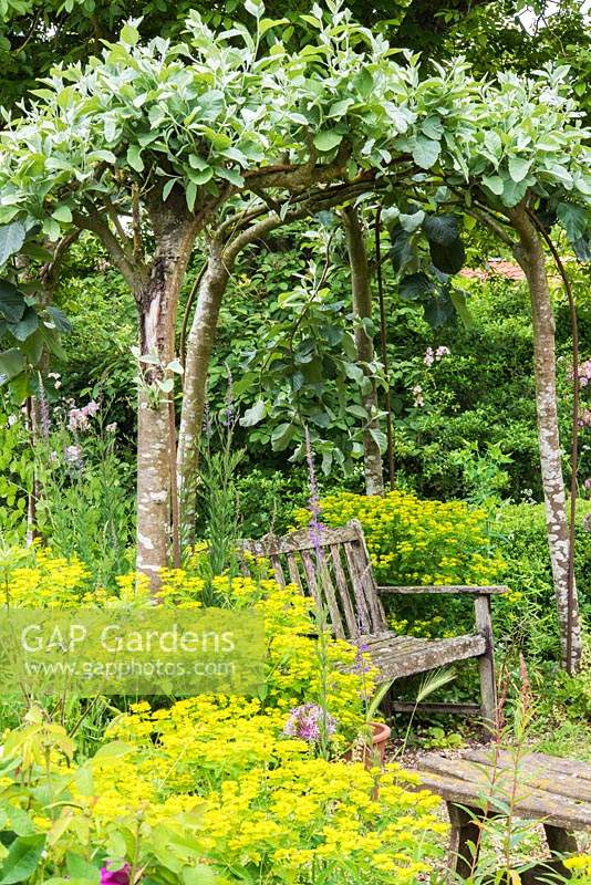 Tree arbor  of Pyrus - Ornamental Pear Tree - with bench in country garden