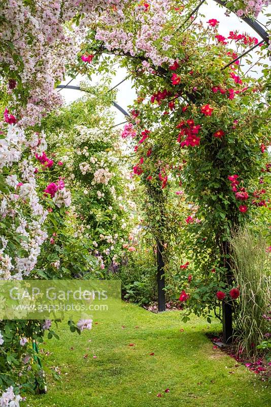 Metal arched tunnel with Rosa - Climbing and Rambling Rose - grass paths 