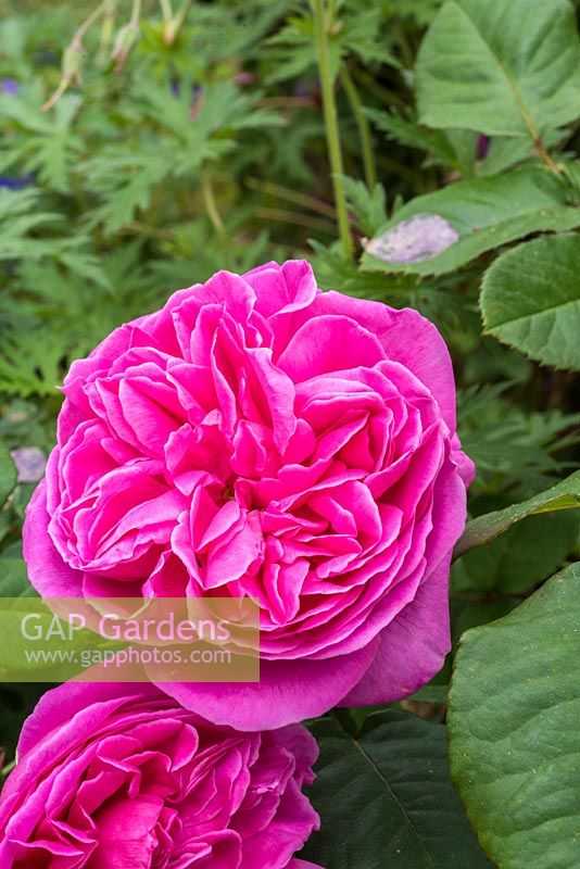 Rosa 'Sandringham' - modern shrub rose