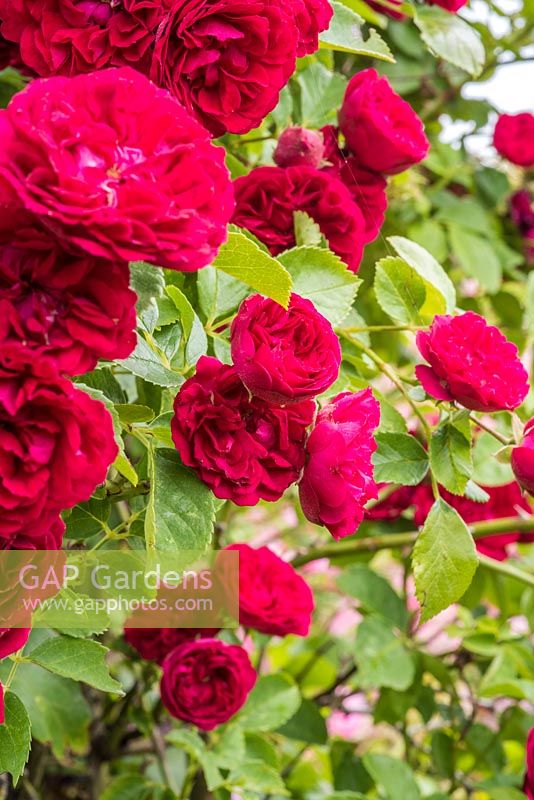Rosa 'Chevy Chase' -  Multiflora Rambler Rose