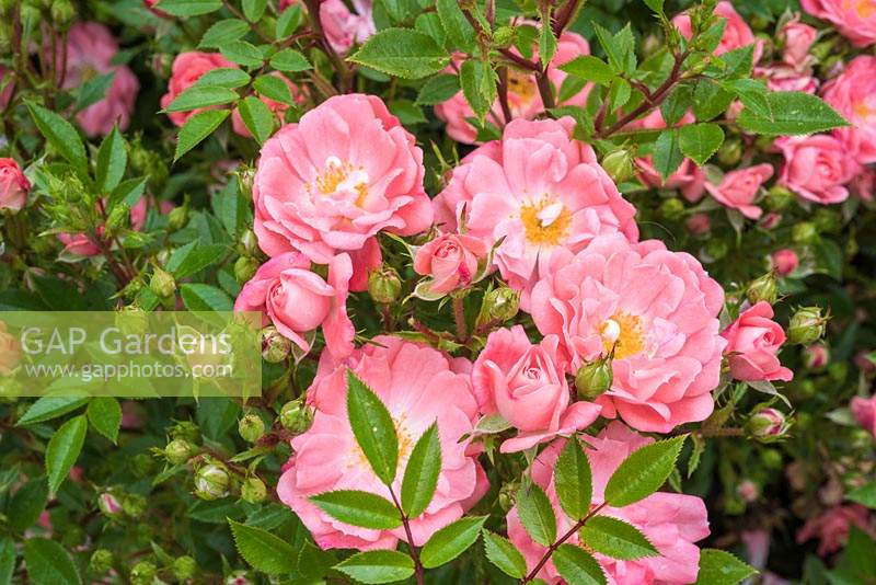 Rosa 'Ferdy' - procumbent rose