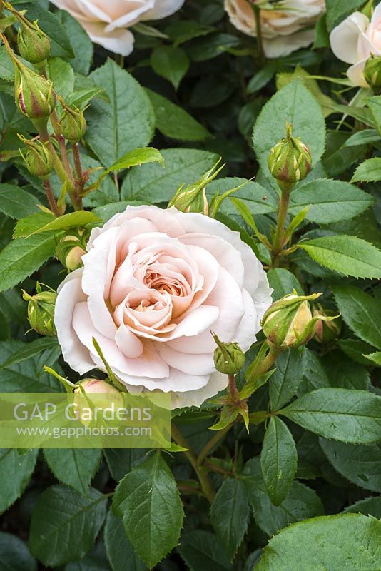 Rosa 'Champagne Moment' - floribunda rose