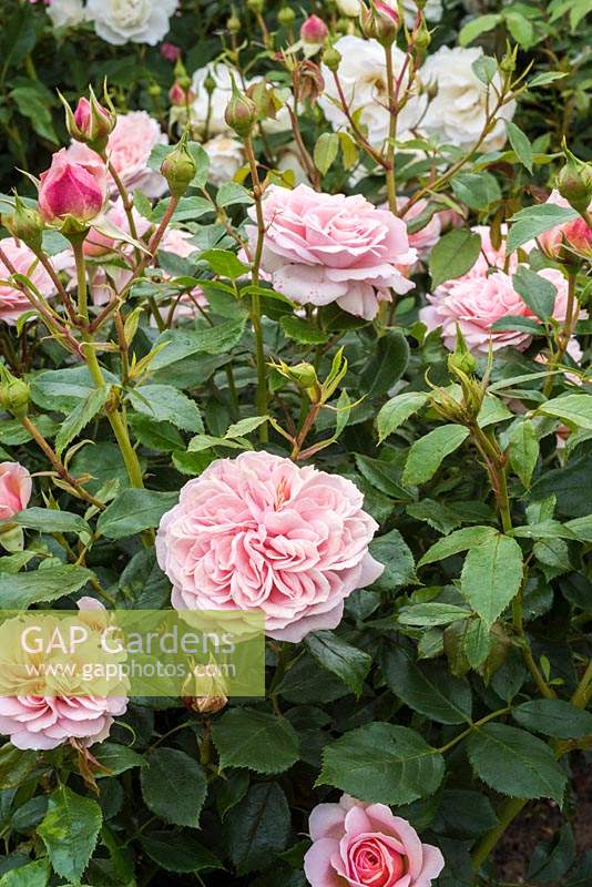 Rosa 'Joie de Vivre' - floribunda rose