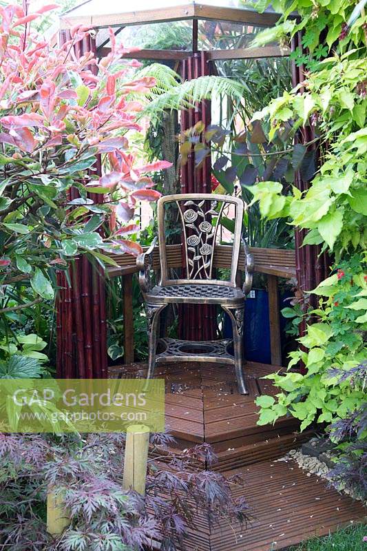 Pergola in small urban garden full of exotics. Planting includes: Photinia x fraseri 'Red Robin', Acer japonica and Leycesteria formosa 