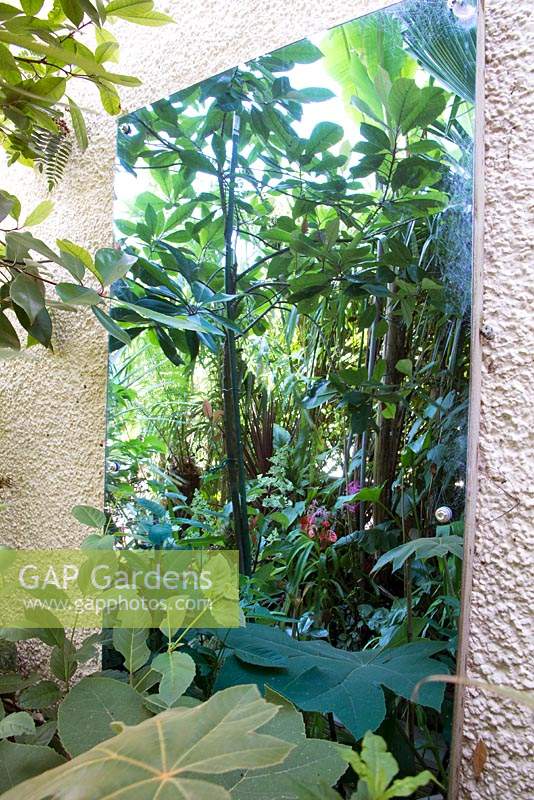 Mirror on wall reflecting green exotic garden foliage
