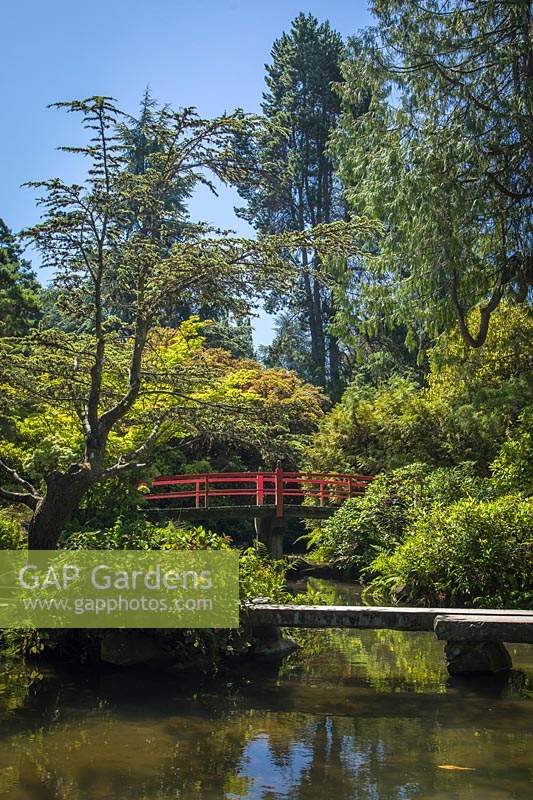 Bridge framed by stone bridge over water with Rhododendron and Acer palmatum in Japanese-style garden
